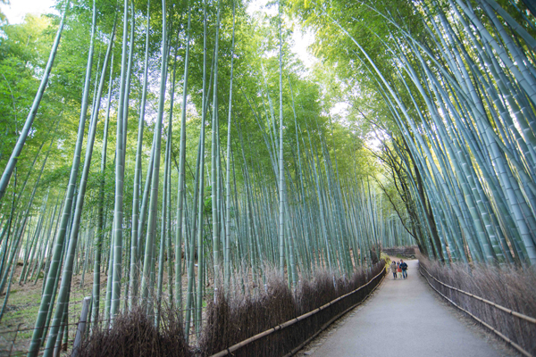 SCENERY Bamboo`BM 6